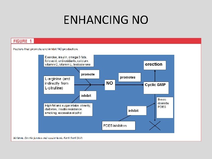 ENHANCING NO • Increases Tetrahydrobiopterin (BH 4) a critical enzyme co-factor to activate e-Nos ENHANCING NO • Increases Tetrahydrobiopterin (BH 4) a critical enzyme co-factor to activate e-Nos