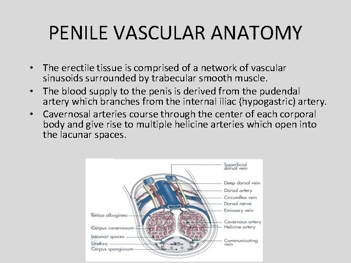 PENILE VASCULAR ANATOMY • The erectile tissue is comprised of a network of vascular PENILE VASCULAR ANATOMY • The erectile tissue is comprised of a network of vascular
