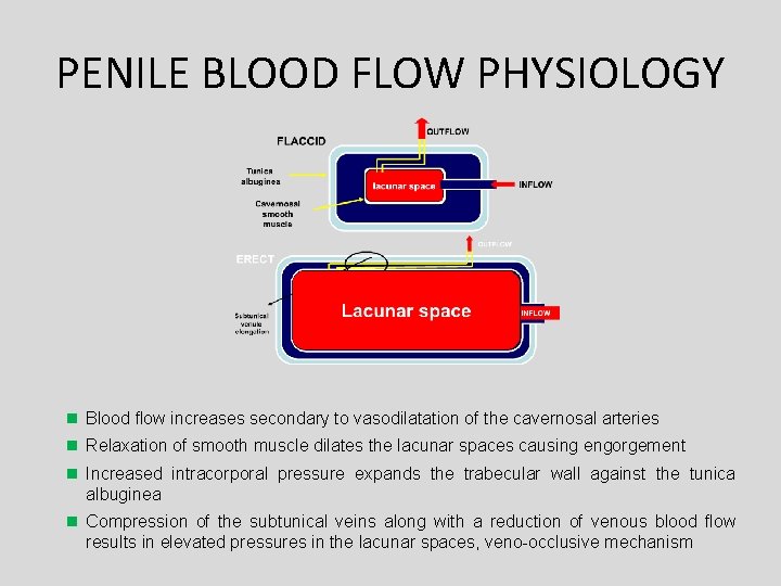 PENILE BLOOD FLOW PHYSIOLOGY Blood flow increases secondary to vasodilatation of the cavernosal arteries PENILE BLOOD FLOW PHYSIOLOGY Blood flow increases secondary to vasodilatation of the cavernosal arteries