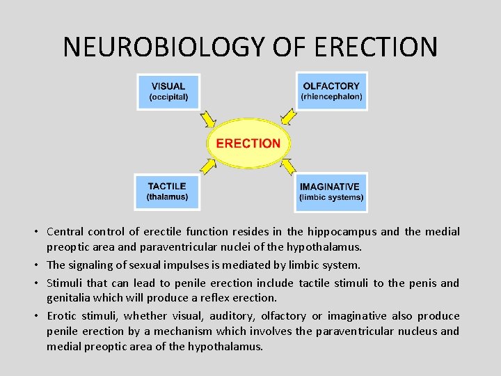 NEUROBIOLOGY OF ERECTION • Central control of erectile function resides in the hippocampus and NEUROBIOLOGY OF ERECTION • Central control of erectile function resides in the hippocampus and