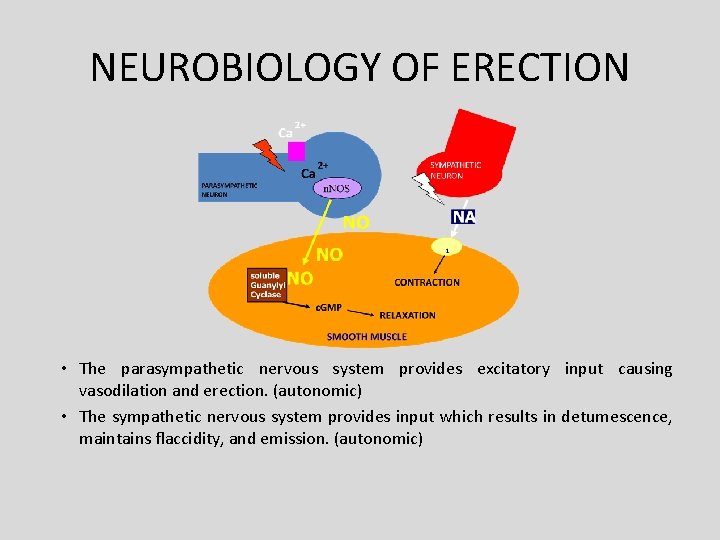 NEUROBIOLOGY OF ERECTION • The parasympathetic nervous system provides excitatory input causing vasodilation and NEUROBIOLOGY OF ERECTION • The parasympathetic nervous system provides excitatory input causing vasodilation and