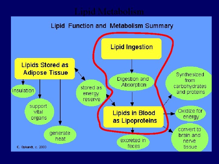 Lipid Metabolism 