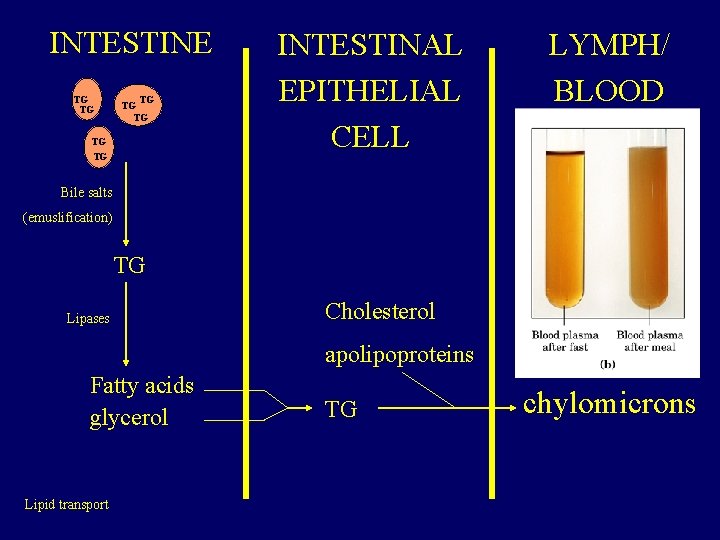 INTESTINE TG TG INTESTINAL EPITHELIAL CELL LYMPH/ BLOOD Bile salts (emuslification) TG Lipases Cholesterol