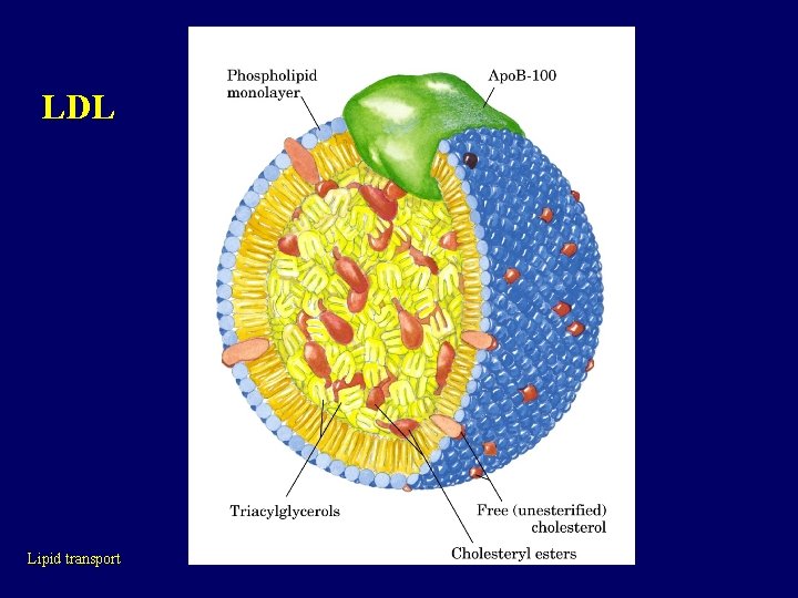 LDL Lipid transport 