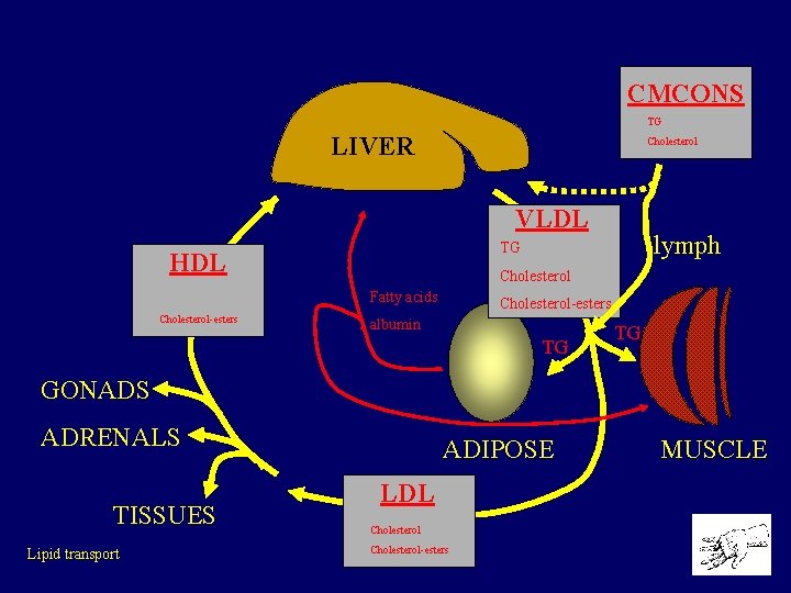 CMCONS TG LIVER Cholesterol VLDL HDL Cholesterol Fatty acids Cholesterol-esters lymph TG Cholesterol-esters albumin