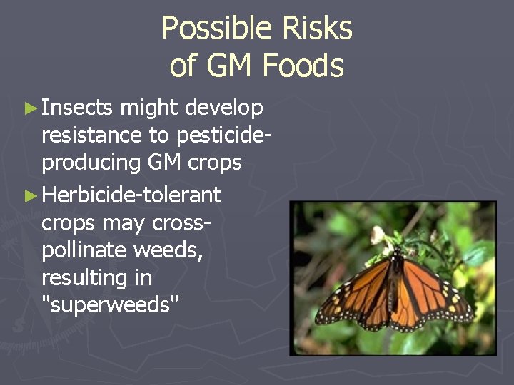 Possible Risks of GM Foods ► Insects might develop resistance to pesticideproducing GM crops