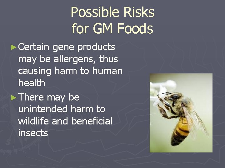 Possible Risks for GM Foods ► Certain gene products may be allergens, thus causing