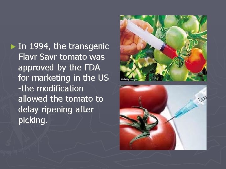 ► In 1994, the transgenic Flavr Savr tomato was approved by the FDA for