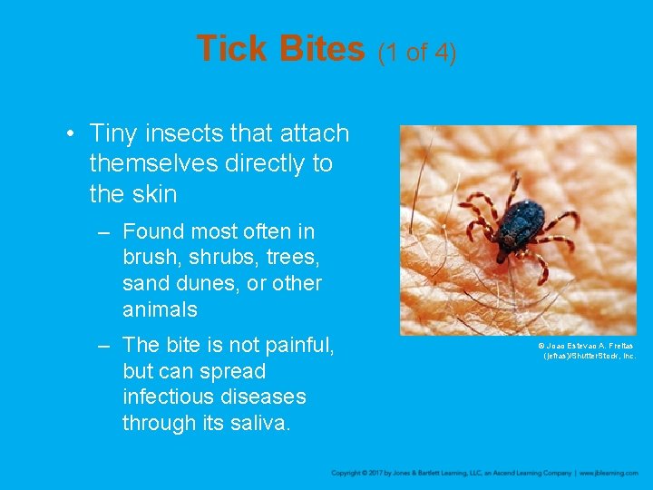 Tick Bites (1 of 4) • Tiny insects that attach themselves directly to the