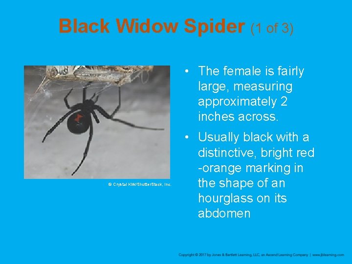 Black Widow Spider (1 of 3) • The female is fairly large, measuring approximately