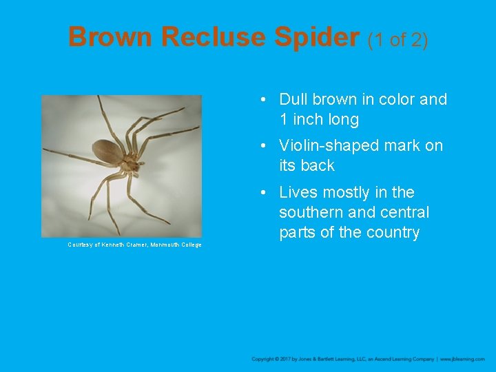 Brown Recluse Spider (1 of 2) • Dull brown in color and 1 inch