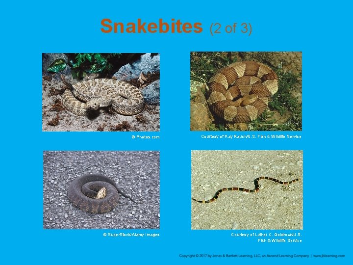 Snakebites (2 of 3) © Photos. com © Super. Stock/Alamy Images Courtesy of Ray