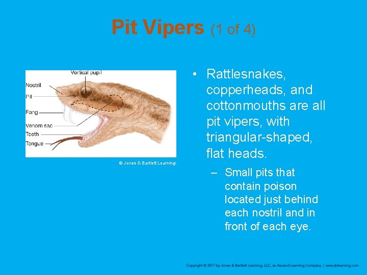 Pit Vipers (1 of 4) © Jones & Bartlett Learning. • Rattlesnakes, copperheads, and