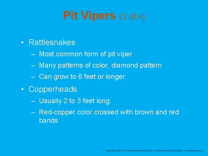 Pit Vipers (2 of 4) • Rattlesnakes – Most common form of pit viper