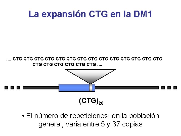 La expansión CTG en la DM 1 . . CTG CTG CTG CTG CTG.