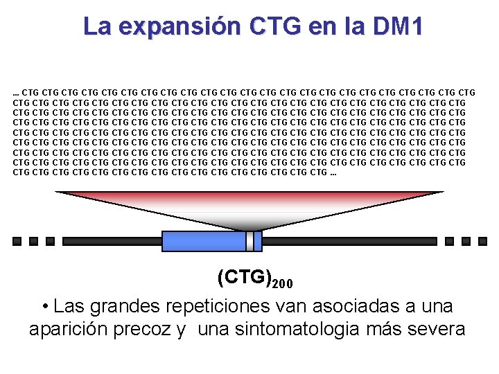 La expansión CTG en la DM 1. . . CTG CTG CTG CTG CTG