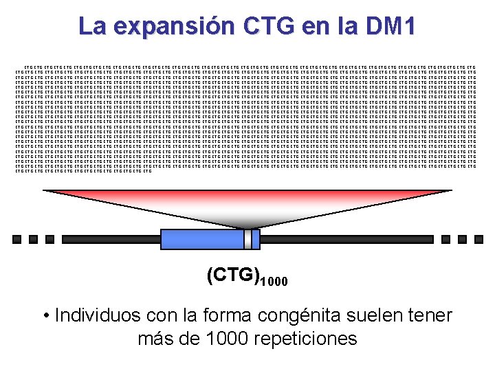 La expansión CTG en la DM 1. . CTG CTG CTG CTG CTG CTG