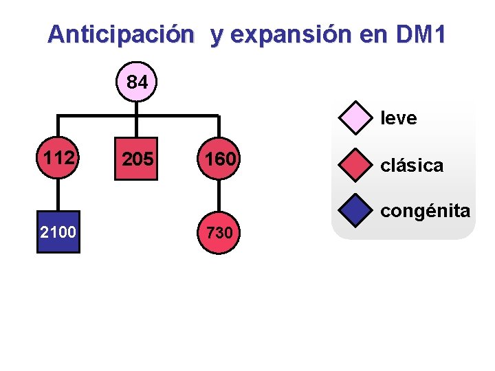 Anticipación y expansión en DM 1 84 leve 112 205 160 clásica congénita 2100