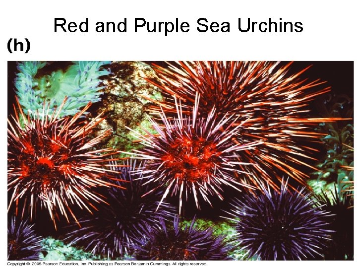Red and Purple Sea Urchins 