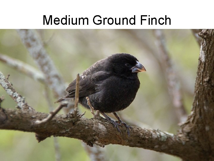 Medium Ground Finch 