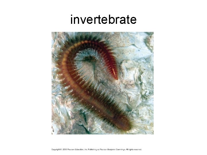 invertebrate 