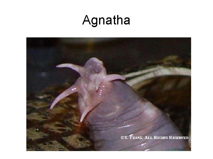 Agnatha 