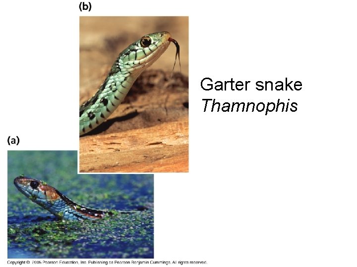 Garter snake Thamnophis 