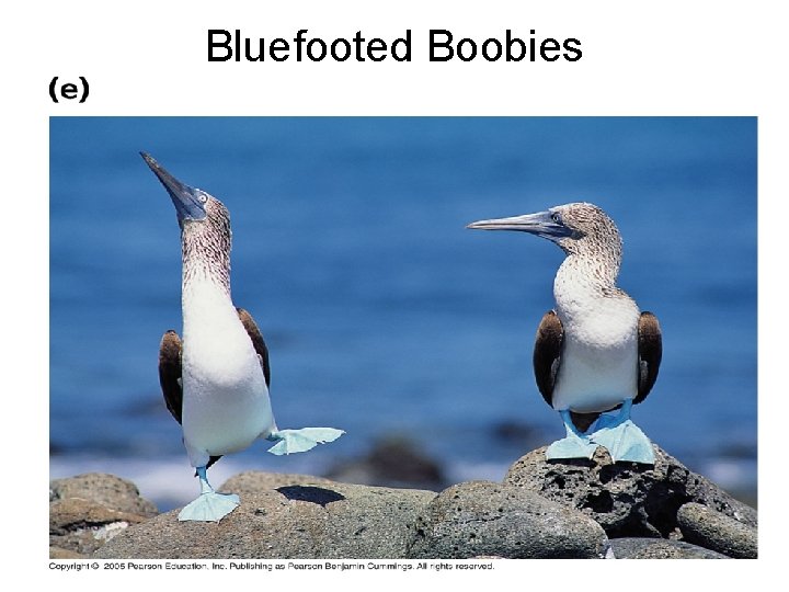 Bluefooted Boobies 