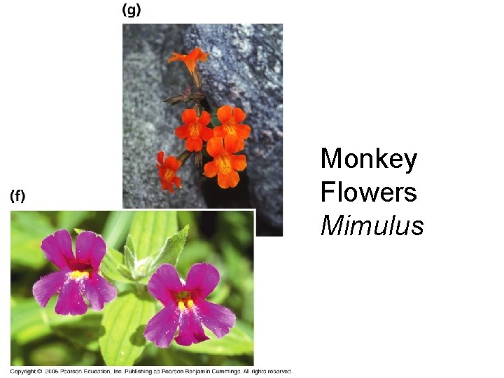 Monkey Flowers Mimulus 