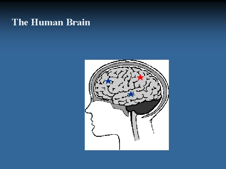 The Human Brain 