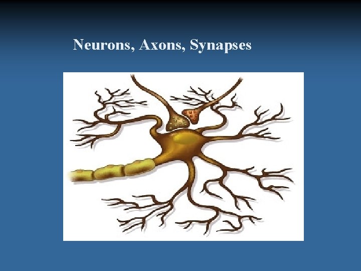 Neurons, Axons, Synapses 