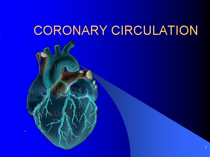 CORONARY CIRCULATION 1 