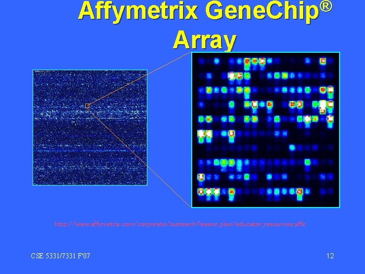 ® Gene. Chip Affymetrix Array http: //www. affymetrix. com/corporate/outreach/lesson_plan/educator_resources. affx CSE 5331/7331 F'07 12