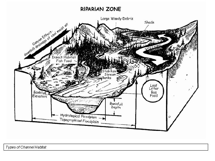 Types of Channel Habitat 