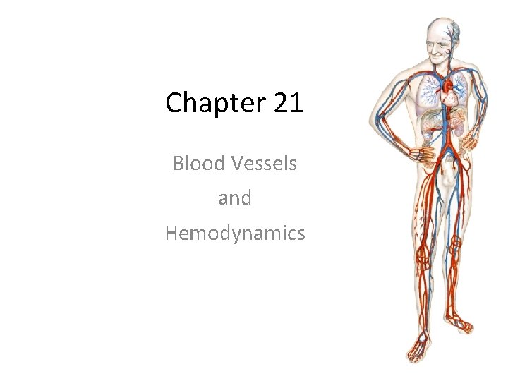 Chapter 21 Blood Vessels and Hemodynamics 