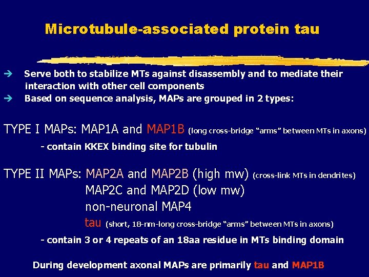 Microtubule-associated protein tau è è Serve both to stabilize MTs against disassembly and to