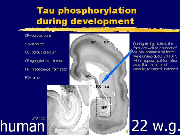 Tau phosphorylation during development CP=cortical plate SP=subplate CC=corpus callosum GE=ganglionic eminence HP=hippocampal formation During