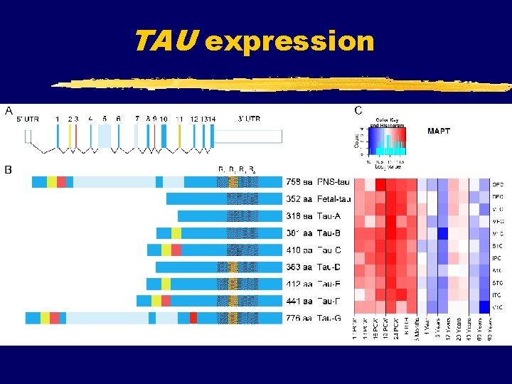 TAU expression 