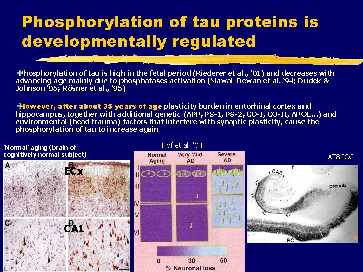 Phosphorylation of tau proteins is developmentally regulated è Phosphorylation of tau is high in