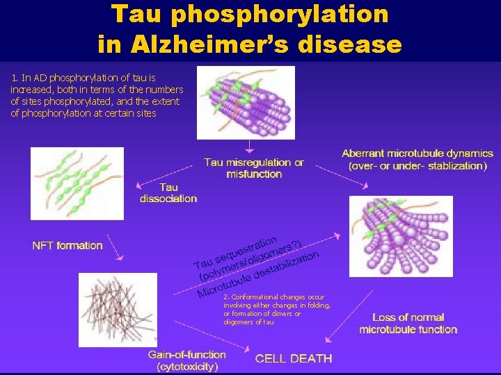 Tau phosphorylation in Alzheimer’s disease 1. In AD phosphorylation of tau is increased, both