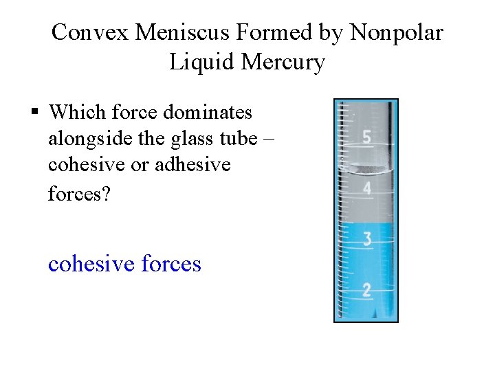 Convex Meniscus Formed by Nonpolar Liquid Mercury § Which force dominates alongside the glass