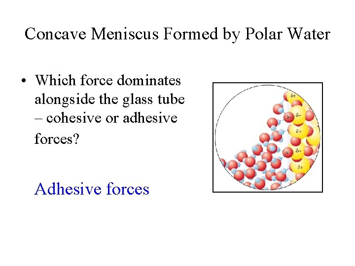 Concave Meniscus Formed by Polar Water • Which force dominates alongside the glass tube