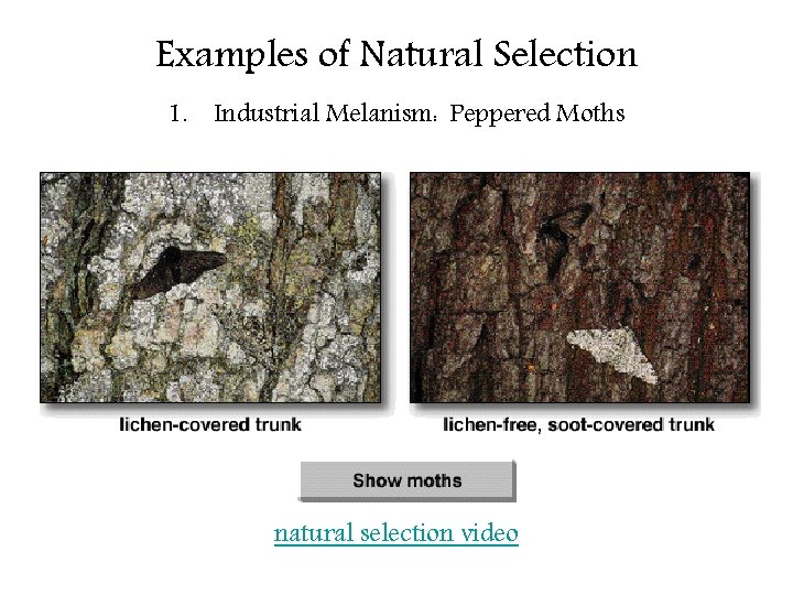 Examples of Natural Selection 1. Industrial Melanism: Peppered Moths natural selection video 