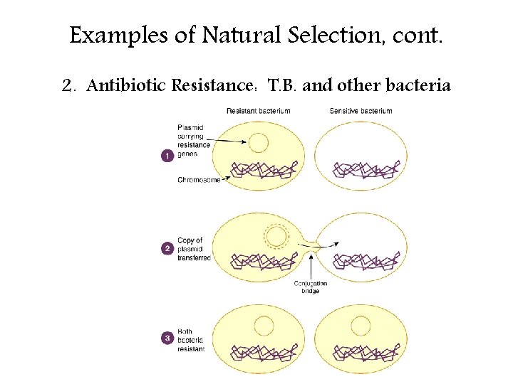 Examples of Natural Selection, cont. 2. Antibiotic Resistance: T. B. and other bacteria 