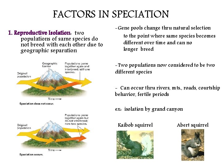 FACTORS IN SPECIATION 1. Reproductive Isolation: two populations of same species do not breed