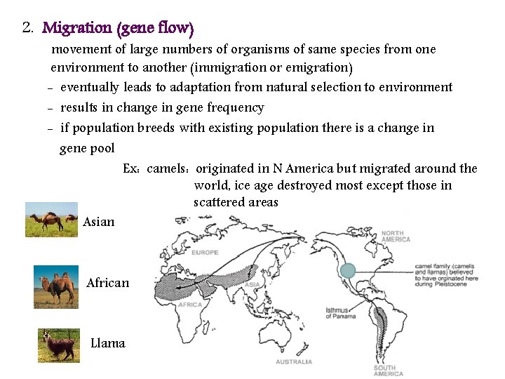 2. Migration (gene flow) movement of large numbers of organisms of same species from