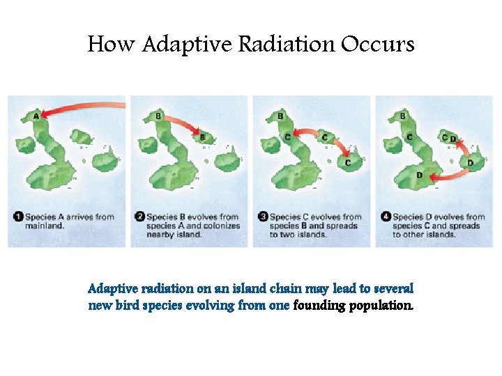 How Adaptive Radiation Occurs Adaptive radiation on an island chain may lead to several