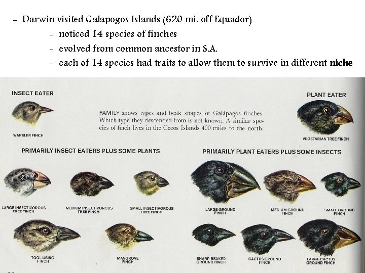 - Darwin visited Galapogos Islands (620 mi. off Equador) - noticed 14 species of