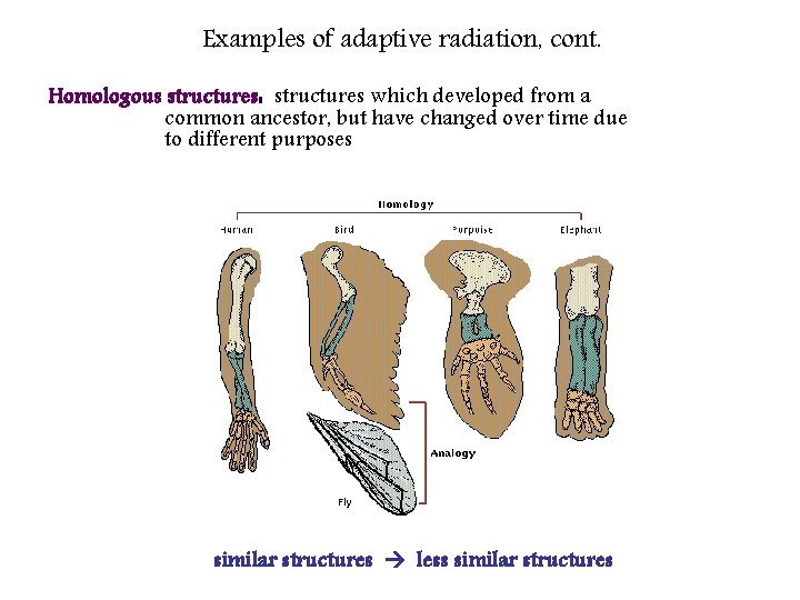 Examples of adaptive radiation, cont. Homologous structures: structures which developed from a common ancestor,