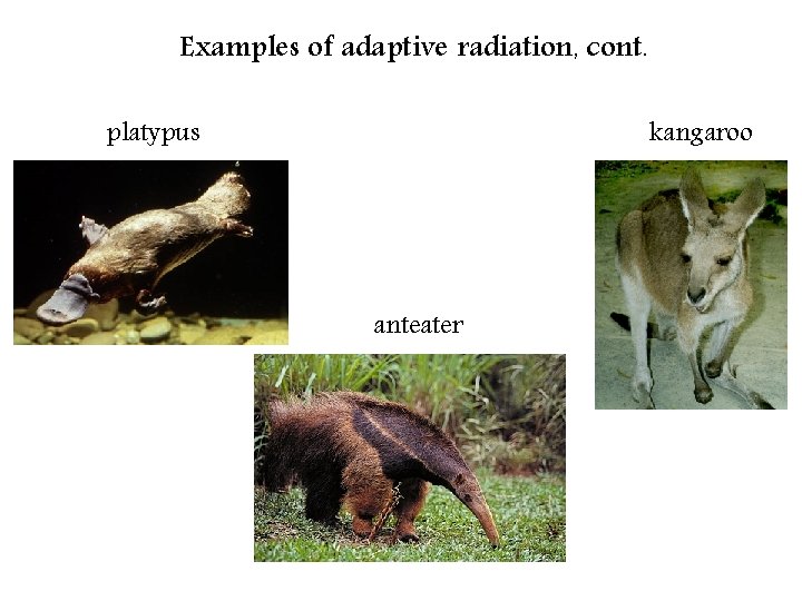 Examples of adaptive radiation, cont. platypus kangaroo anteater 